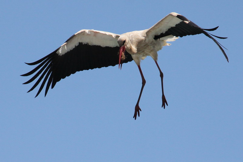 Weissstorch